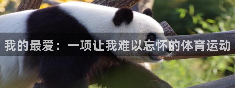 xc体育app官方网站：我的最爱：一项让我难以忘怀的体育运动