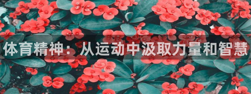 xc体育app官方网站